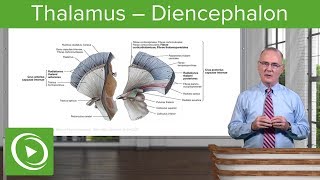 Thalamus – Diencephalon  Lecturio [upl. by Eelinnej]