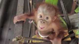 Baby Orangutan Rickina [upl. by Daphna]