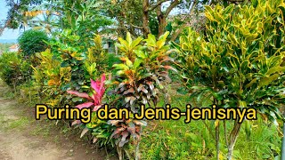 Tanaman Puring Codiaeum variegatum dan Jenisjenisnya Croton Plant Codiaeum var and its types [upl. by Seraphina]