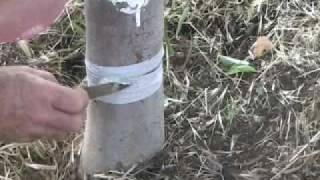 Organic Codling Moth Control [upl. by Corney]