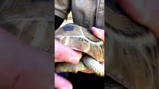 Up Close With Elongated Tortoise [upl. by Diogenes723]