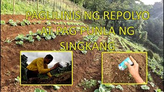 PAGLILINIS NG REPOLYO AT NAGTANIM ULIT TAYO NG SINGKANG [upl. by Ludlew]