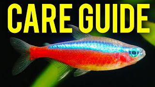 Cardinal Tetra Care Guide  How to Tell Cardinal Tetras amp Neon Tetras Apart [upl. by Hirst]