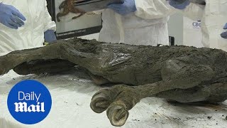 Scientists discover 40000 year old horse in Siberian permafrost [upl. by Abbey179]