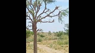 Prosopis Cineraria plants nature [upl. by Madonia]