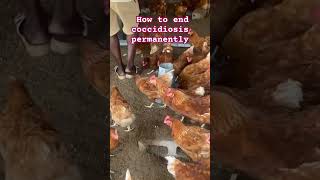 Coccidiosis is one of the common deadly diseases that affect flock prevention and treatment u be fin [upl. by Ahtabbat]