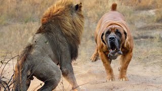 Boerboels Are Brave Enough to Face Even Lions and Hyenas [upl. by Hcab]