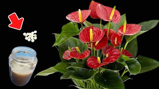 Just mix these things ANTHURIUM blooms all year round nonstop [upl. by Serle]