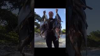 Big catch  Spearfishing Jamaica [upl. by Nefen167]