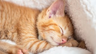 120 Hours of Deep Relaxing Music for Cats🐈Sleep Music with Cat Purring Sounds Cat Sleep Music [upl. by Sidney]