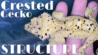 Crested Gecko STRUCTURE Explained EXPOSING BIG BREEDERS [upl. by Andie]