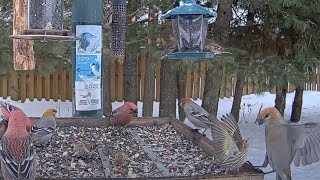 Pugnacious Pine Siskin Defends Its Spot At The Feeder – Jan 26 2024 [upl. by Trepur]