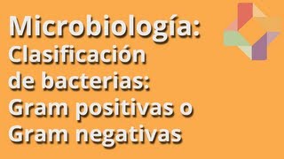 Clasificación de bacterias Gram positivas o Gram negativas  Microbiología  Educatina [upl. by Katine642]