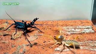 Camel Spider Vs Vinegaroon [upl. by Neelahtak]