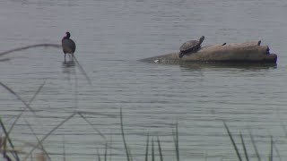 White Rock Lake still closed park open after gallons of sewage spill plague the lake over the week [upl. by Ztnarf]