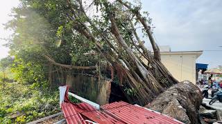 Cutting down a 100yearold banyan tree knocked down by a storm  Everyone joins in cleaning up [upl. by Coreen]