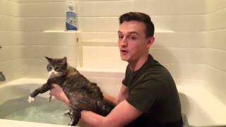 How to wash your cat [upl. by Ashia]