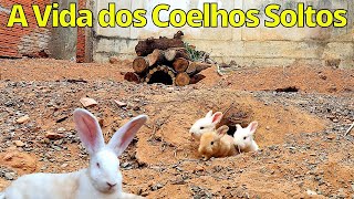 Os Coelhos Gigantes Soltos no Quintal [upl. by Arocal]