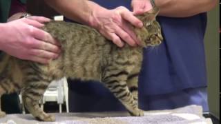 veterinary abdominal palpation cats [upl. by Ayekahs930]