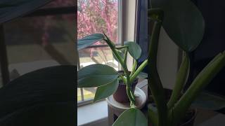 New Growth on my Philodendron Silver Sword ⚔️ plantlover philodendron houseplants [upl. by Niles664]