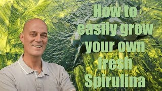 How to easily grow you own fresh Spirulina [upl. by Easlehc]