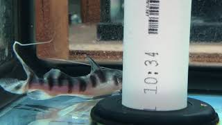 Merodontotus Tigrinus Catfish Zebra Shovelnose Cat [upl. by Ralaigh787]