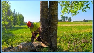 How would YOU cut these trees down [upl. by Bethanne280]