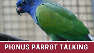 How to Teach a Pionus Parrot to Speak  Pionus parrot talking  pionus parrot care [upl. by Trinia]