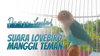 Suara Lovebird Ngekek Memanggil Teman [upl. by Concoff740]