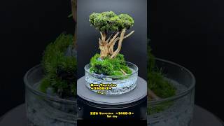 Moss Terrarium ～24083～ コケリウム shorts terrarium 苔テラリウム 苔 moss 苔 [upl. by Iline]