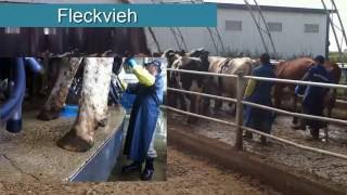 Top Cause of Dairy Cow Mobility and Lameness [upl. by Daenis]