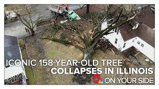 Iconic 158yearold tree collapse devastates Illinois town [upl. by Rosalinda]