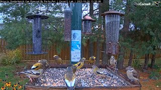 Female Rosebreasted Grosbeak Joins Flock Evening Grosbeaks In Ontario – Oct 26 2023 [upl. by Ignatz633]