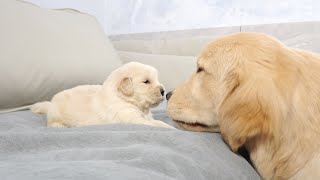 Golden Retriever Puppy Meets Brother Ten Times Older Than Him for First Time [upl. by Yeslehc]