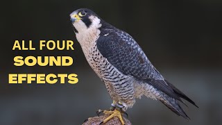 Peregrine Falcon All Sounds  The Fastest Animal on Earth [upl. by Couhp]