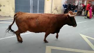 Monzalbarbasábado 3 de febrero ZaragozaTarde de toros y vaquillas calle Ganadería Hmnos Ozcoz [upl. by Ahsinnod]