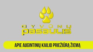 Gyvūnų pasaulis apie augintinių kailio priežiūrą žiemą [upl. by Krystle]