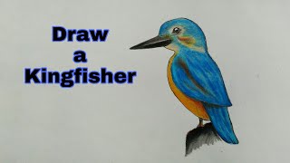 How to draw a Kingfisher step by step very easy art video [upl. by Hcurab]