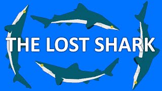 What is The Lost Shark Carcharhinus obsoletus [upl. by Rogers952]