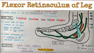 Flexor retinaculum of leg  foot  ankle [upl. by Statis648]