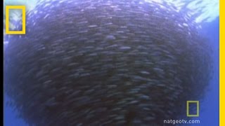 Bluefin Tuna Eat Bait Ball  National Geographic [upl. by Peterman]