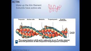 Muscle Tissue Microanatomy default [upl. by Anol]