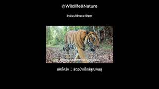 เสือโคร่ง  Indochinese tiger  สัตว์ป่าที่ใกล้สูญพันธุ์ cameratrap wildlife tiger [upl. by Naejeillib14]