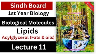 lipids  Acylglycerol fat and oils  biological molecules  class 11 biology Sindh board new book [upl. by Burkle]