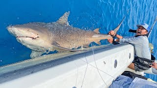 Lizzy Capri VS Giant Sharks [upl. by Kcirtapnhoj]