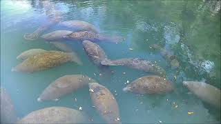 Nice winter manatee aggregation at Homosassa Springs [upl. by Lally]