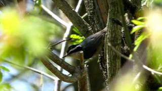 Male Redbreasetd Nuthatch [upl. by Yalahs743]