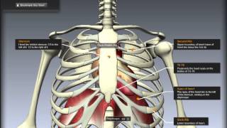 Cardiovascular System Location of the heart [upl. by Miof Mela]