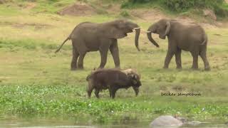 KAZINGA CHANNEL A LONERS HUB QUEEN ELIZABETH NATIONAL PARK [upl. by Obadias]