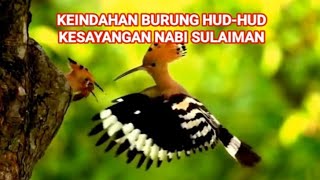 Burung HudHud Kesayangan Nabi Sulaiman [upl. by Oflodur582]